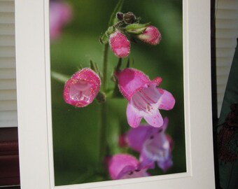 Pink Beard-tongue Flower, Flower Photography, Nature Photograph, 8x10 Photo Print, Louisville KY, OOAK Photo, Matted Photo, Free Shipping