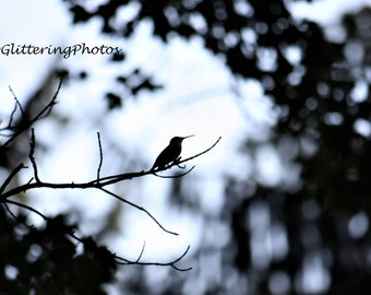 Hummingbird Photo, Silhouette Photo, Woodland Photo, Nature Print, Bird Photography, 8x10 Photo, Unframed, Free Shipping