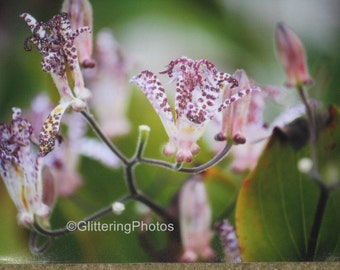 Toad Lily Photograph, Flower Photography, Nature Photograph, Indiana Art Photo, Free Shipping, 8 x 10 Photography, Purple Glitter, Unframed