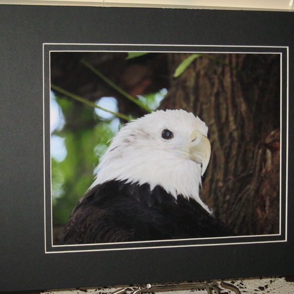 Bald Eagle Photo, Raptor Photograph, Bird Photography, Nature Print, Cleveland OH, MetroParks Zoo, 8x10 Photo Print, Matted, Free Shipping