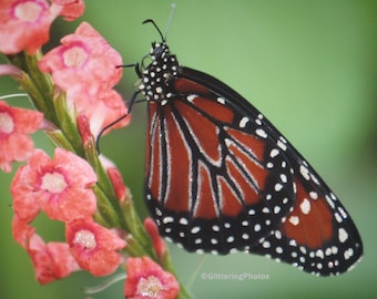 Monarch Butterfly Photograph, Phipps Conservatory, Pittsburgh PA, 8 x 10 Photo, Butterfly Photograph, Glitter, Nature Photograph, free ship