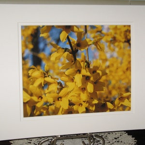 May include: A close-up photograph of a cluster of bright yellow forsythia flowers in bloom. The flowers are in focus, while the background is blurred.