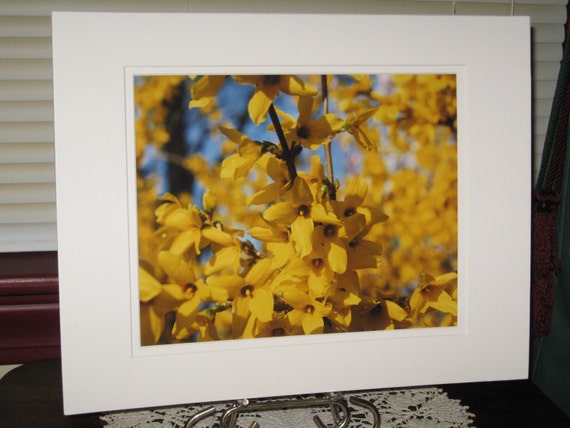 Forsythia Photograph, Flower Photography, Nature Photo, Spring Flower Print, Jeffersonville IN, 8x10 Print, Yellow flower, Matted, free ship