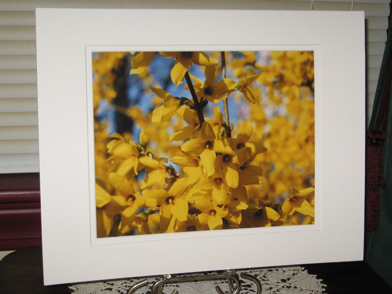 May include: A close-up photograph of a cluster of bright yellow forsythia flowers in bloom. The flowers are in focus, while the background is blurred.