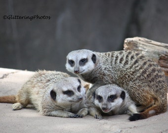 Meerkat Photograph, African Wildlife, Louisville Zoo, Louisville KY, Unframed, Wildlife Photo, 8x10 Print, Kentucky Art Photo, Free Ship