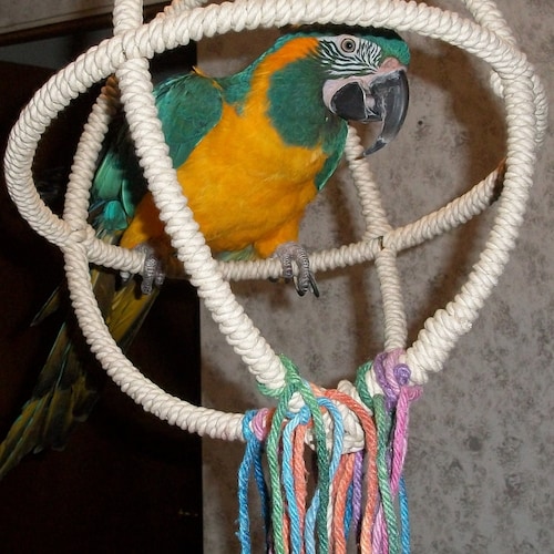 Natural Bird Swing Parrot Hanging Swing 3 Ring Parrot Orbit Etsy