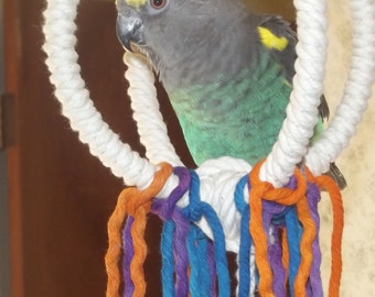 Small Parrot Orbit Swing