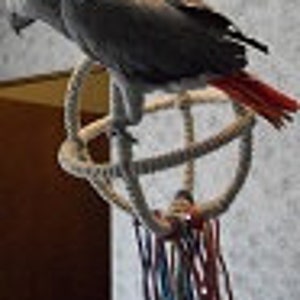 Medium 3 Ring Parrot Orbit Swing