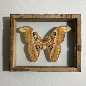 May include: A framed display featuring a large moth with intricate patterns in shades of brown, tan, and cream. The moth is centered within a rustic, wooden frame, creating a natural and artistic presentation. The frame has a distressed finish.