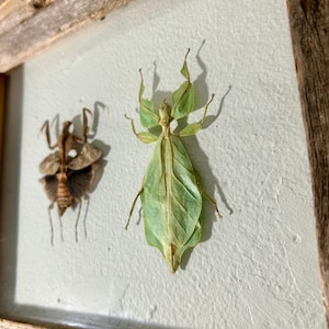May include: Two preserved insects, one brown and one green, mounted in a rustic wooden frame. The green insect resembles a leaf, while the brown insect has visible wings. The insects are displayed against a light blue background.