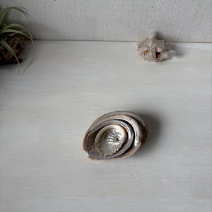 May include: Abalone shell, featuring iridescent mother-of-pearl interior and a layered, spiral design. The shell is a natural, organic shape with a smooth, polished surface. The shell is a neutral color with hints of gray, brown, and silver.