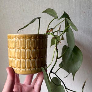 May include: A cylindrical ceramic planter with a glossy mustard yellow glaze and a repeating vertical rectangular embossed pattern. A trailing green vine plant with heart-shaped leaves grows from the top of the pot, cascading down the side.
