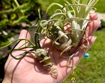 Air Plant Wire Hanger Cone, Tillandsia, Suncatcher, Air Plant Holder, Hanging Planter, Window Decor