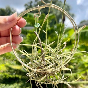Air Plant Wire Hanger Hoop, Tillandsia, Suncatcher, Air Plant Holder, Hanging Planter, Window Decor