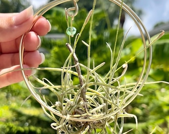 Air Plant Wire Hanger Hoop, Tillandsia, Suncatcher, Air Plant Holder, Hanging Planter, Window Decor