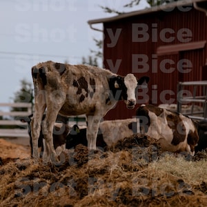 Cow Print