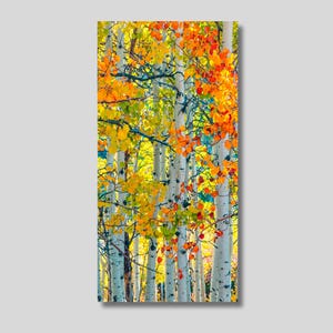 May include: A vertical wall art print featuring a dense grove of white aspen trees with thin, dark-marked trunks. The branches are filled with vibrant autumn foliage in shades of bright yellow, golden orange, and hints of green leaves.