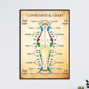 Canine Dental Chart Poster, Anatomy of A Teeth, Dental Instruments Poster, Common Dental Problems, Dental Hygienist, Dental Chart Poster