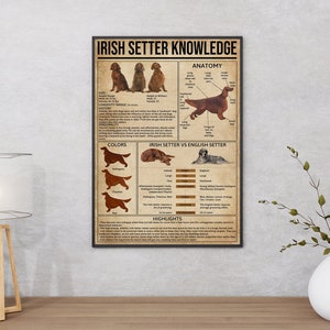 Op de afbeelding: Een vintage poster met de titel "Irish Setter Knowledge". De poster bevat illustraties van Irish Setters, informatie over hun anatomie, kleuren en een vergelijking met English Setters. De poster bevat ook hoogtepunten over het ras.