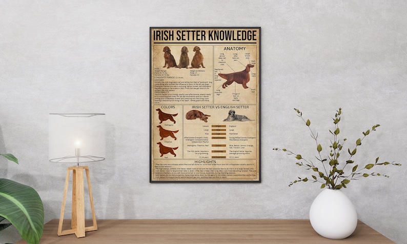 Op de afbeelding: Een vintage poster met de titel "Irish Setter Knowledge". De poster bevat illustraties van Irish Setters, informatie over hun anatomie, kleuren en een vergelijking met English Setters. De poster bevat ook hoogtepunten over het ras.