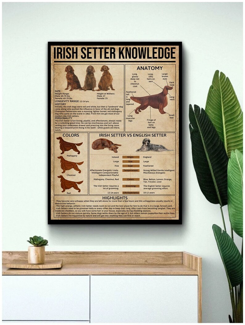 Op de afbeelding: Een vintage poster met een illustratie van een Ierse Setter. De poster bevat informatie over de geschiedenis van het ras, de anatomie, de persoonlijkheid, de kleuren en de hoogtepunten. De poster vergelijkt ook de Ierse Setter met de Engelse Setter.