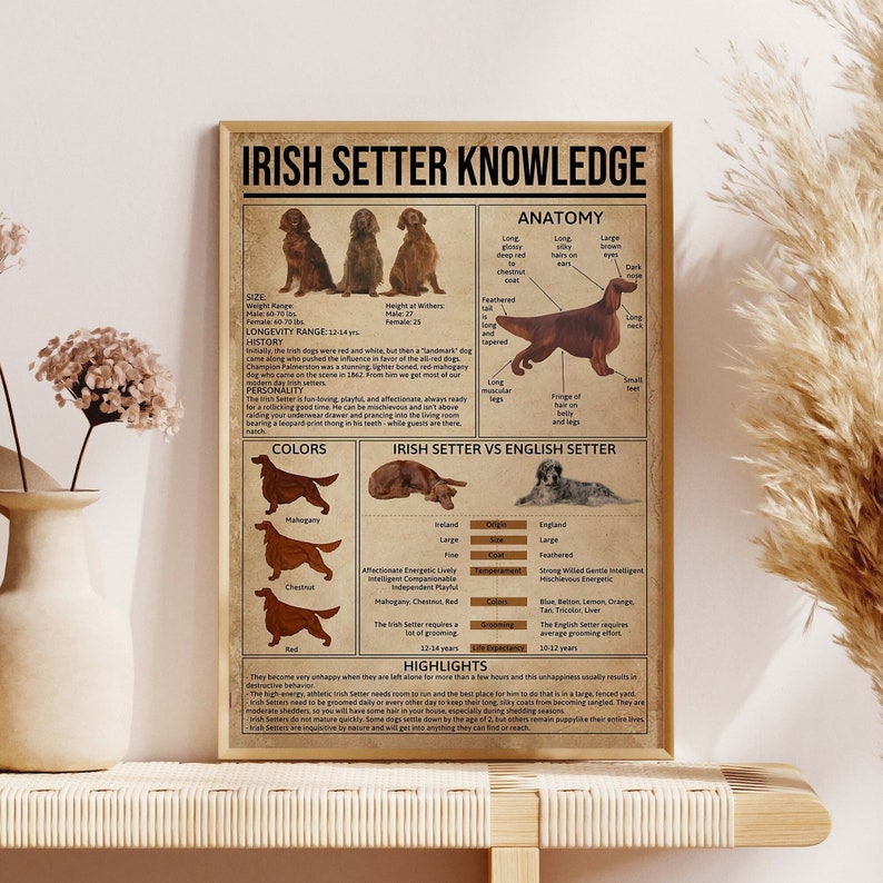 Op de afbeelding: Een vintage poster met een illustratie van een Ierse Setter hond. De poster bevat informatie over de geschiedenis van het ras, hun persoonlijkheid, anatomie, kleuren en hoogtepunten. De poster vergelijkt ook de Ierse Setter met de Engelse Setter.