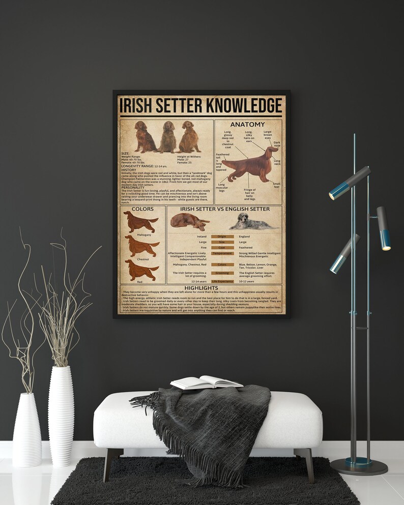 Op de afbeelding: Een poster met een illustratie van een Ierse Setter hond en informatie over het ras, inclusief anatomie, kleuren, geschiedenis, persoonlijkheid en hoogtepunten. De poster vergelijkt ook de Ierse Setter met de Engelse Setter.