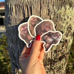Xing Xing Meme, Sticker drôle, Xing Xing le singe souriant, Singe Xing Xing, Sticker Xing Xing, Sticker TikTok, Tendance, paquet de 4 Xing Xing