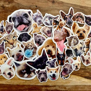 Stickers animaux personnalisés, Stickers chiens personnalisés, Stickers chats personnalisés, Stickers résistants à l'eau personnalisés, Stickers personnalisés, Sticker photo animal de compagnie