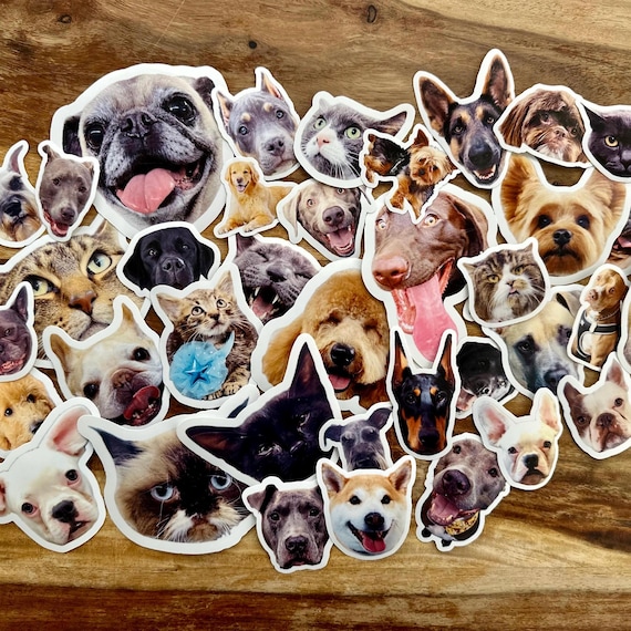 Custom Pet Stickers, Custom Dog Stickers, Custom Cat Stickers, Custom Water Resistant Stickers, Custom Stickers, Pet Photo Sticker
