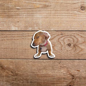 Side Eye Dog Sticker, Side Eye Dog, Bombastic Side Eye Sticker, Meme Sticker, Dog Sticker, Weirdcore, Funny Sticker, Funny Meme Stickers