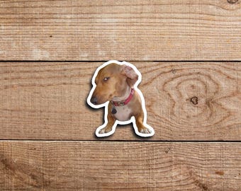 Side Eye Dog Sticker, Side Eye Dog, Bombastic Side Eye Sticker, Meme Sticker, Dog Sticker, Weirdcore, Funny Sticker, Funny Meme Stickers