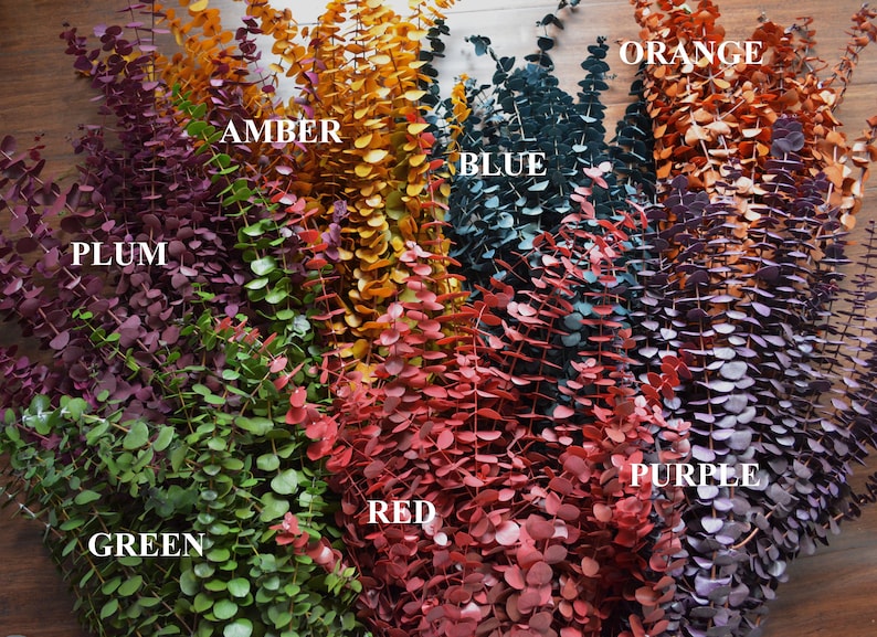 A collection of dried eucalyptus branches dyed in various colors, including purple, green, orange, red, amber, plum and blue. Order by weight in small amounts like 1/4 lb. or large amounts like 1 or 2 lbs. Lengths range from 12-28 inches. Great for any room as the fragrance naturally creates a calming effect. The eucalyptus is dyed, washed and preserved to the it will last up to 10 years without the color fading. Indoor use only. Also available in wreaths of various color combinations.
