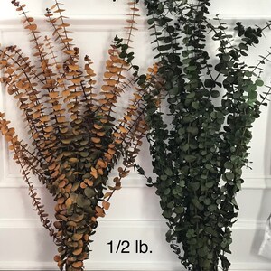 Two bunches of dried eucalyptus, one bunch is a light amber color and the other is a dark green color.  "1/2 lb." is printed below the bunches.
A collection of dried eucalyptus branches dyed in various colors, including purple, green, orange, red, amber, plum and blue. Order by weight in small amounts like 1/4 lb. or large amounts like 1 or 2 lbs. Lengths range from 12-28 inches. Eucalyptus is dyed, washed & preserved to the it will last up to 10 years without fading. Indoor use only.