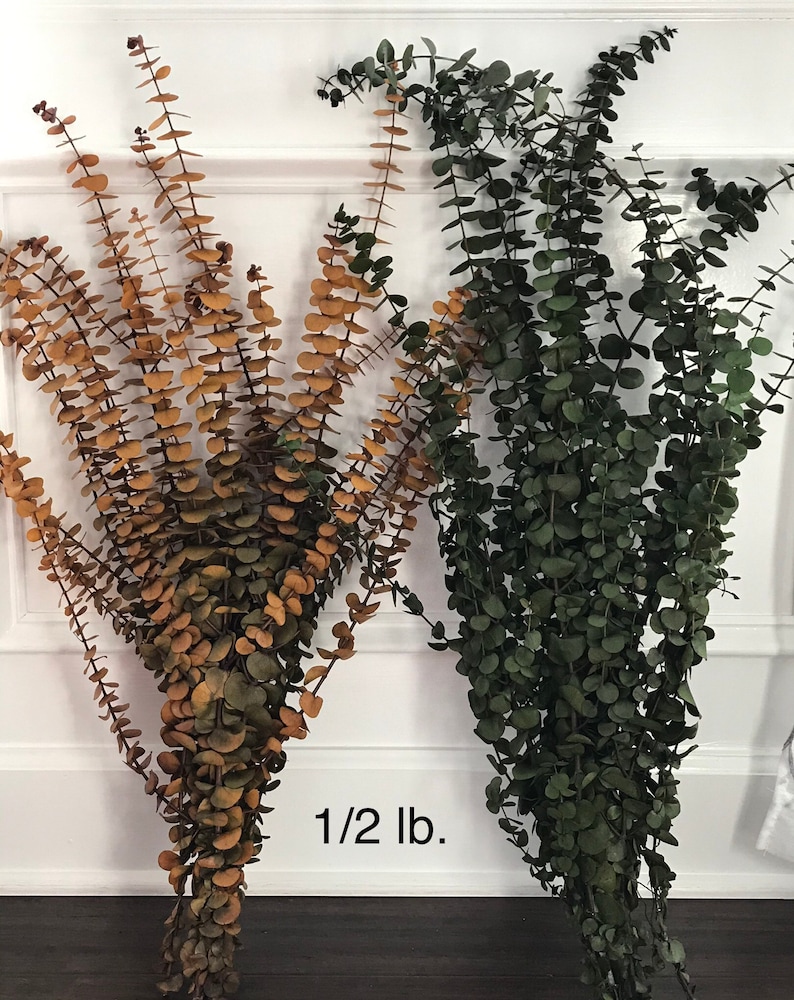 Two bunches of dried eucalyptus, one bunch is a light amber color and the other is a dark green color.  "1/2 lb." is printed below the bunches.
A collection of dried eucalyptus branches dyed in various colors, including purple, green, orange, red, amber, plum and blue. Order by weight in small amounts like 1/4 lb. or large amounts like 1 or 2 lbs. Lengths range from 12-28 inches. Eucalyptus is dyed, washed & preserved to the it will last up to 10 years without fading. Indoor use only.