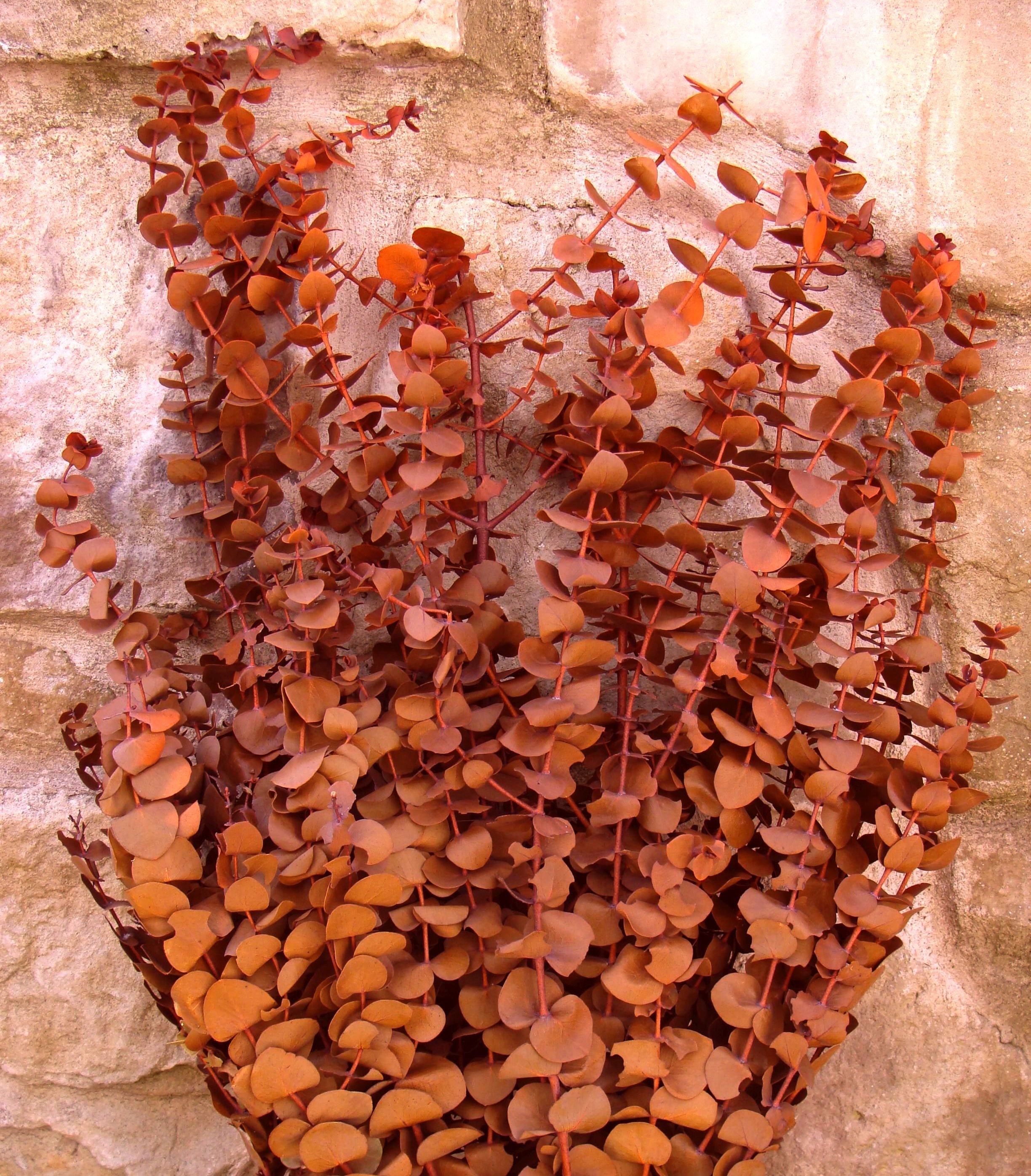 ORANGE Preserved Eucalyptus Dried Floral Bouquet Bunch Etsy