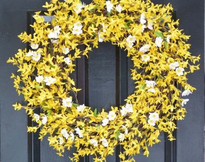Yellow Forsythia Spring Wreath with White Cherry Blossoms, Year Round Wreath for Outdoor Front Door Wreath Forsythia Wreath 24 inch shown