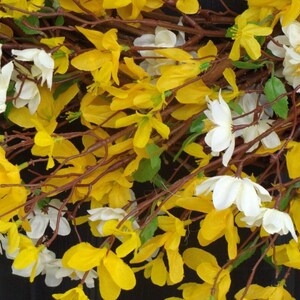 May include: A wreath made of artificial yellow and white flowers. The flowers are arranged in a circular shape and are attached to brown branches.