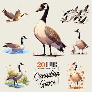 20 Canadian Goose Cliparts - 300 DPI png - Cute animals - Funny animal / sublimation clipart - transparent Background - Cartoon Style