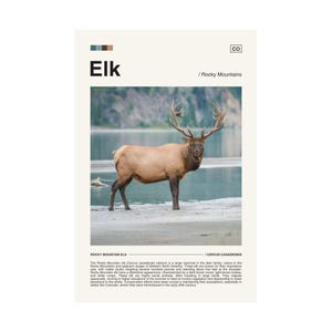 Rocky Mountain Elk Digital Download, Elk Poster, Elk Print, Wildlife Photography, Wildlife Poster, Wildlife Print, Rocky Mountain Elk