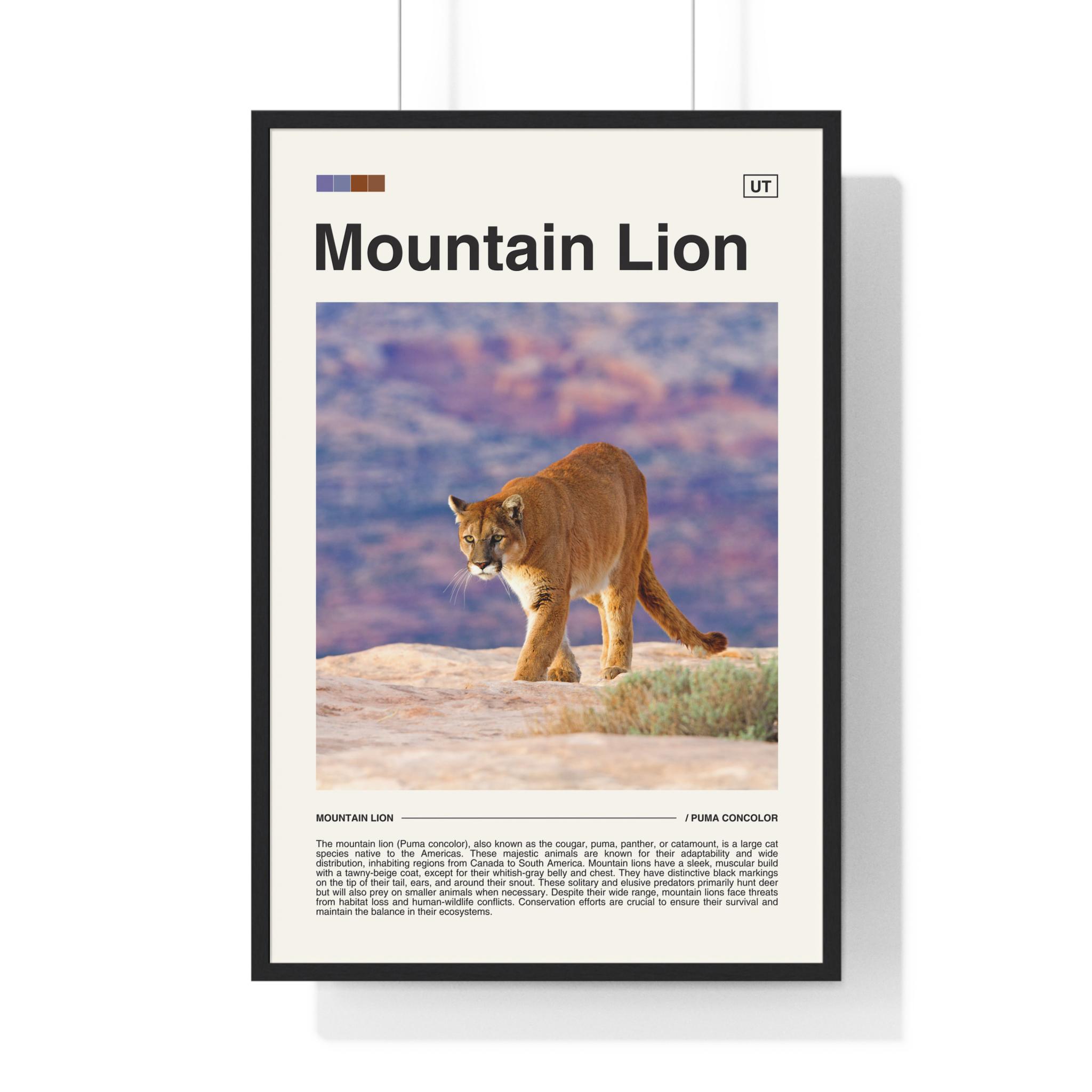 Mountain Lion Photo UK