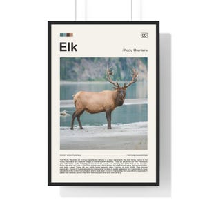 Rocky Mountain Elk Poster, Wildlife Poster, Nature Poster, Elk Print, Wildlife Print, Nature Print, Colorado Poster, Elk Poster, Elk Photo