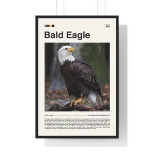 Bald Eagle Poster, Wildlife Poster, Nature Poster, Bald Eagle Print, Wildlife Print, Nature Print, Bald Eagle Photography, Bald Eagle