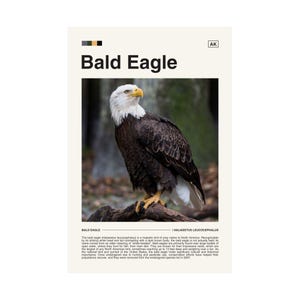 Bald Eagle Digital Download, Bald Eagle Poster, Bald Eagle Print, Wildlife Photography, Wildlife Poster, Wildlife Print, Eagle Photography