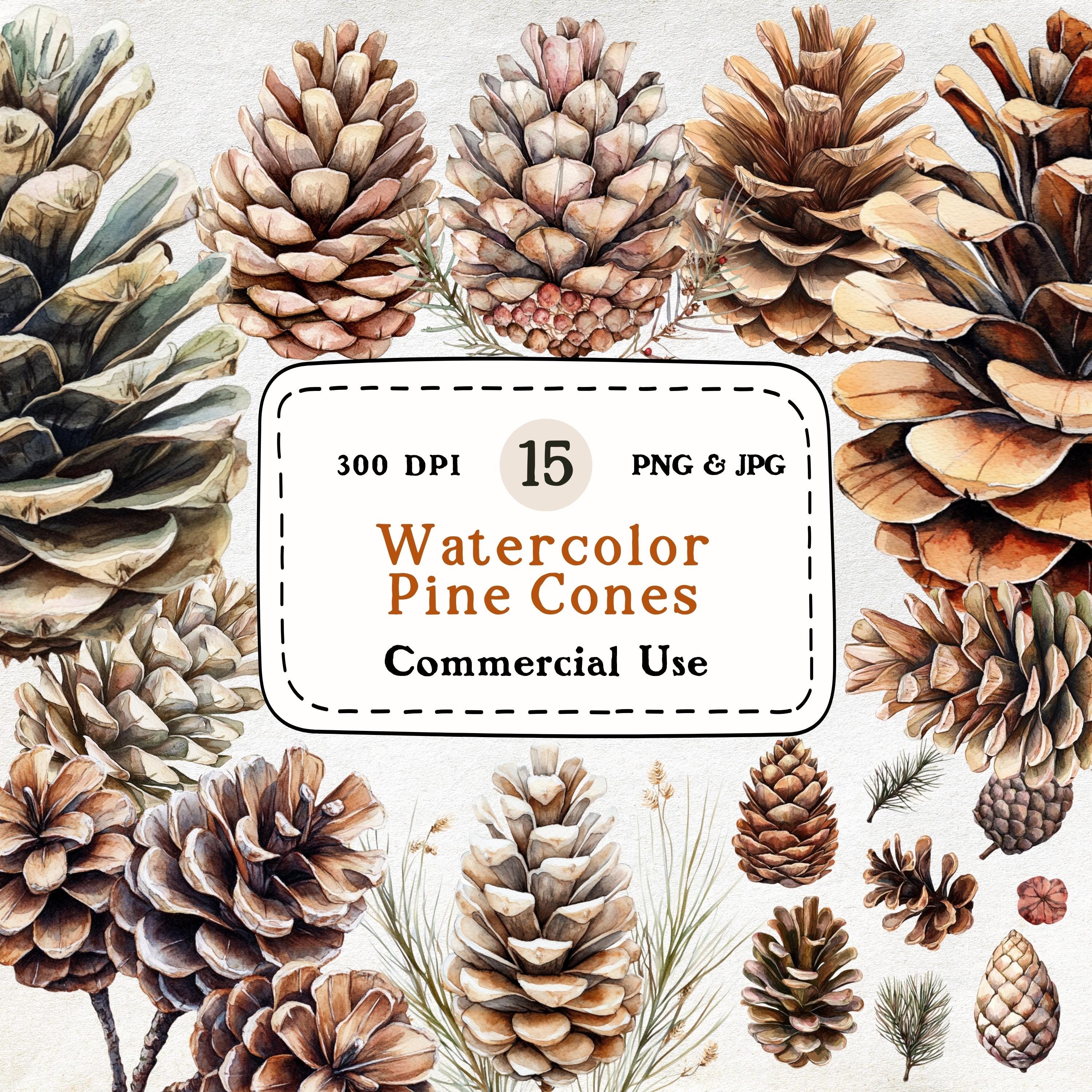 Pine Cones - 15 Watercolor Clipart Set, Forest, Woodland Decor, Winter Nature Illustrations, Cottagecore Aesthetic, Holiday Decor Clipart