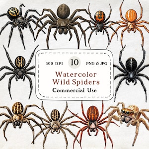 May include: Watercolor illustrations of various spiders in shades of brown, black, and orange. The image includes a variety of spider species, each with unique markings and patterns. Text on the image reads "Watercolor Wild Spiders Commercial Use."