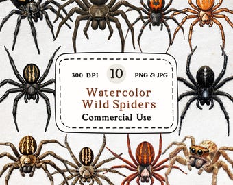 Watercolor Spider Clipart – Arachnid Illustrations, Halloween Insect PNG (Digital Download)