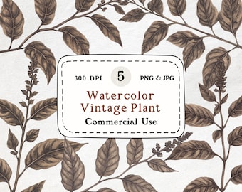Vintage Botanical Illustration Bundle, Sepia Plant Clipart (PNG JPG)