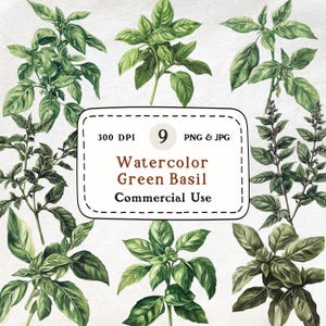 Green Basil - 9 Watercolor Clipart Bundle, Botanical Herb Illustration, Culinary Kitchen Plant, Garden Basil Leaves, Botanical Wall Art