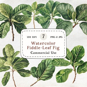 May include: Watercolor illustration of fiddle-leaf fig leaves in various arrangements. The leaves are a vibrant green with detailed veining, and the stems are brown. The image includes text that reads "Watercolor Fiddle-Leaf Fig Commercial Use."